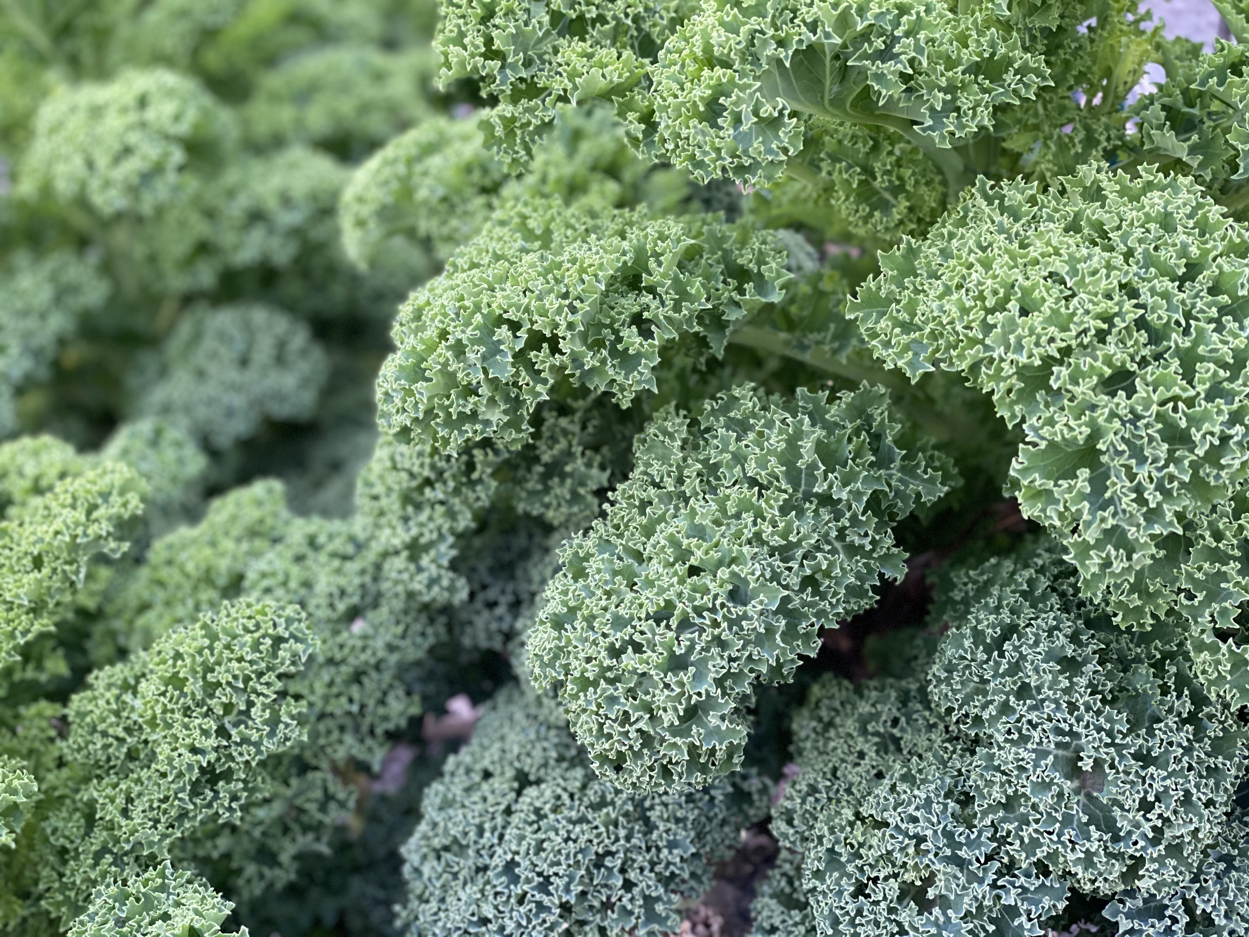 how to grow kale hydroponically