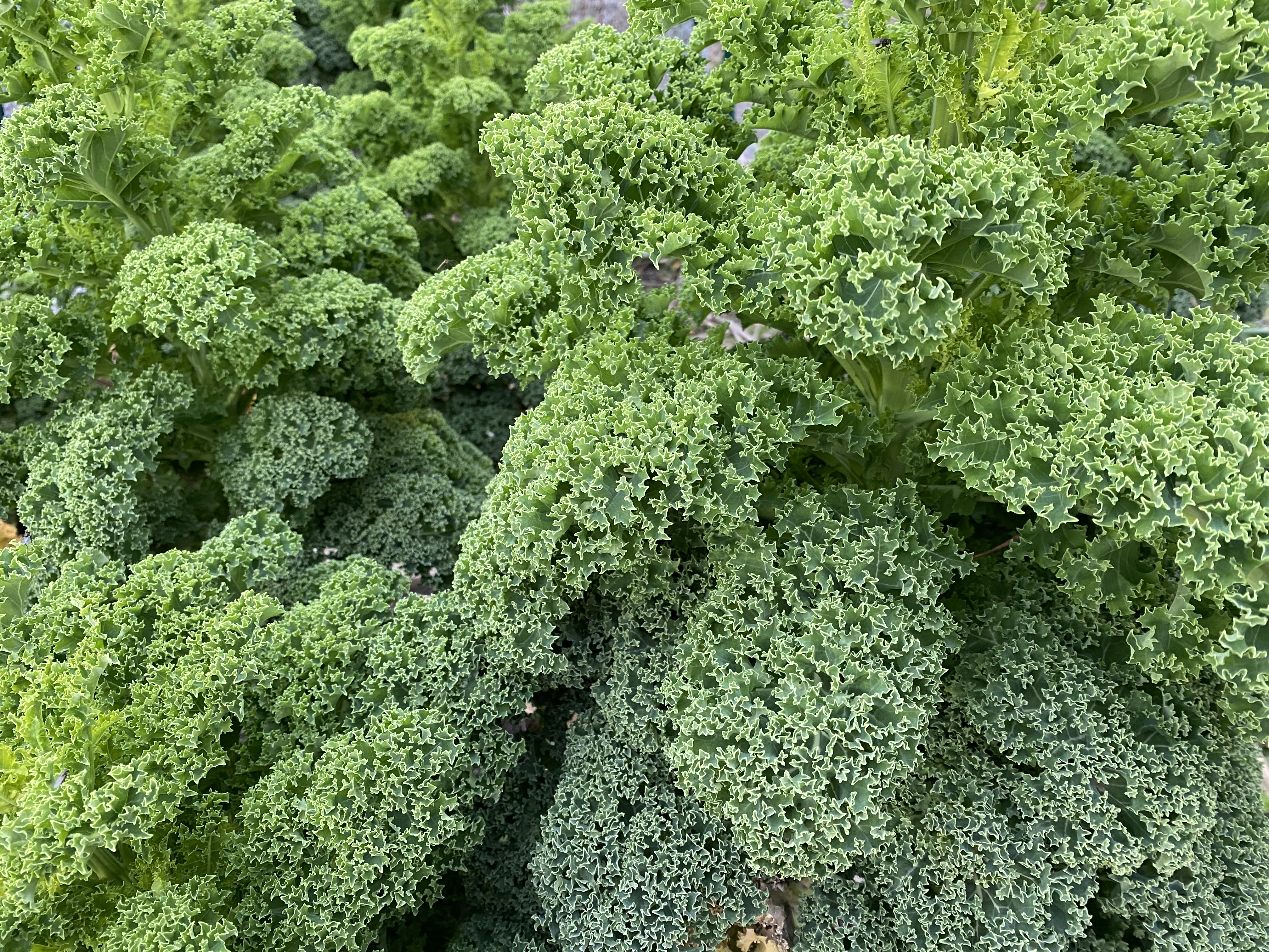 shows hydroponic kale