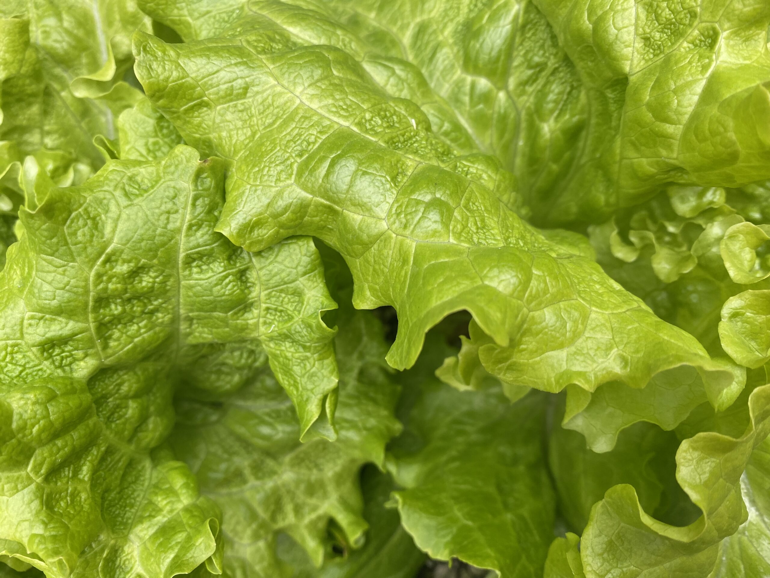 lettuce grown hydroponically