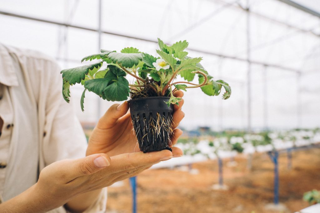 hydroponic net pot