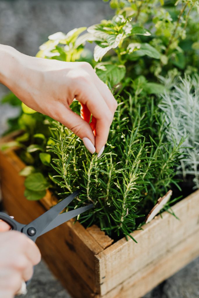 Rosemary cuttings