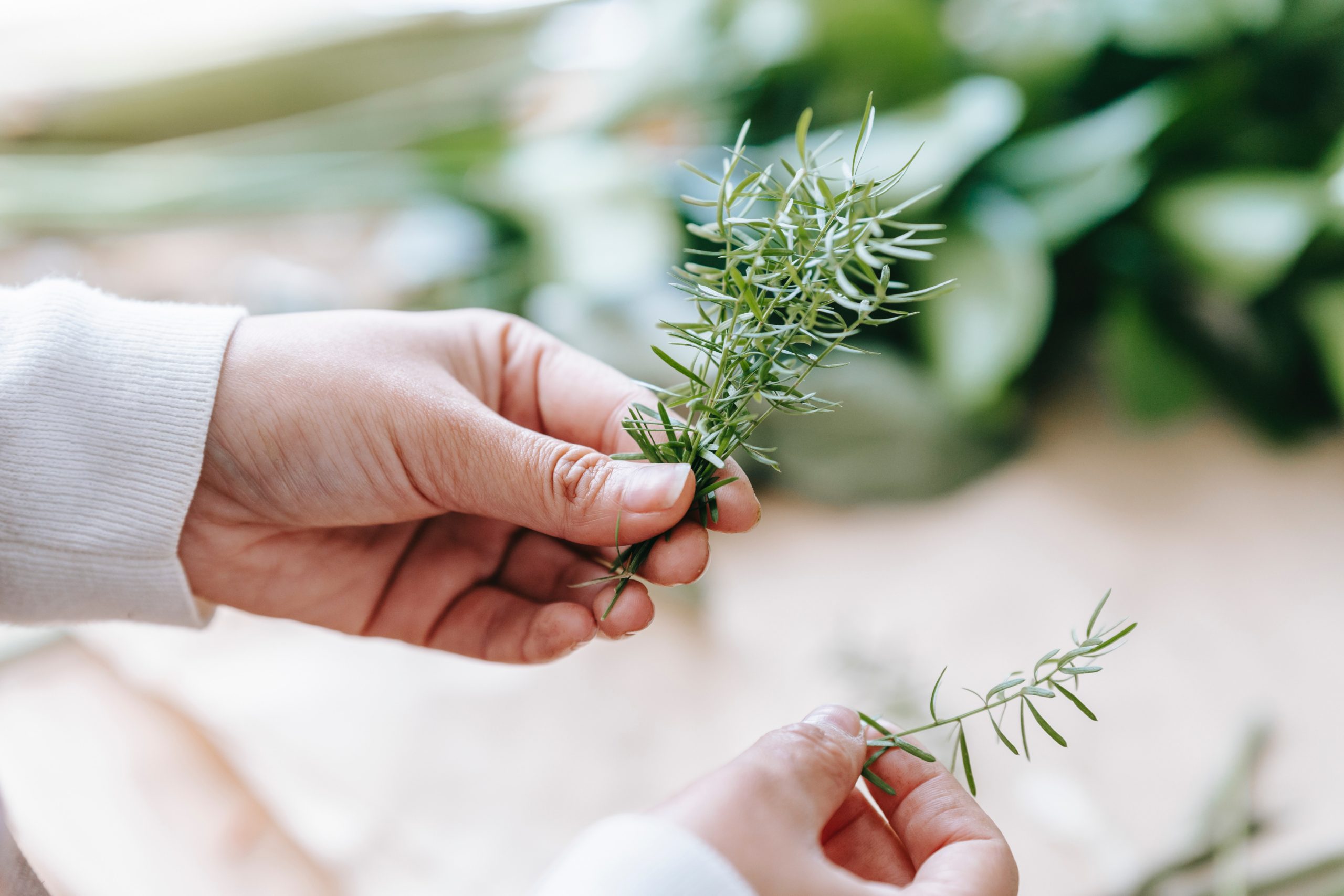 holding a rosemary plant