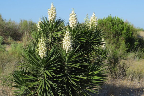 Yucca Aloifolia in the wild