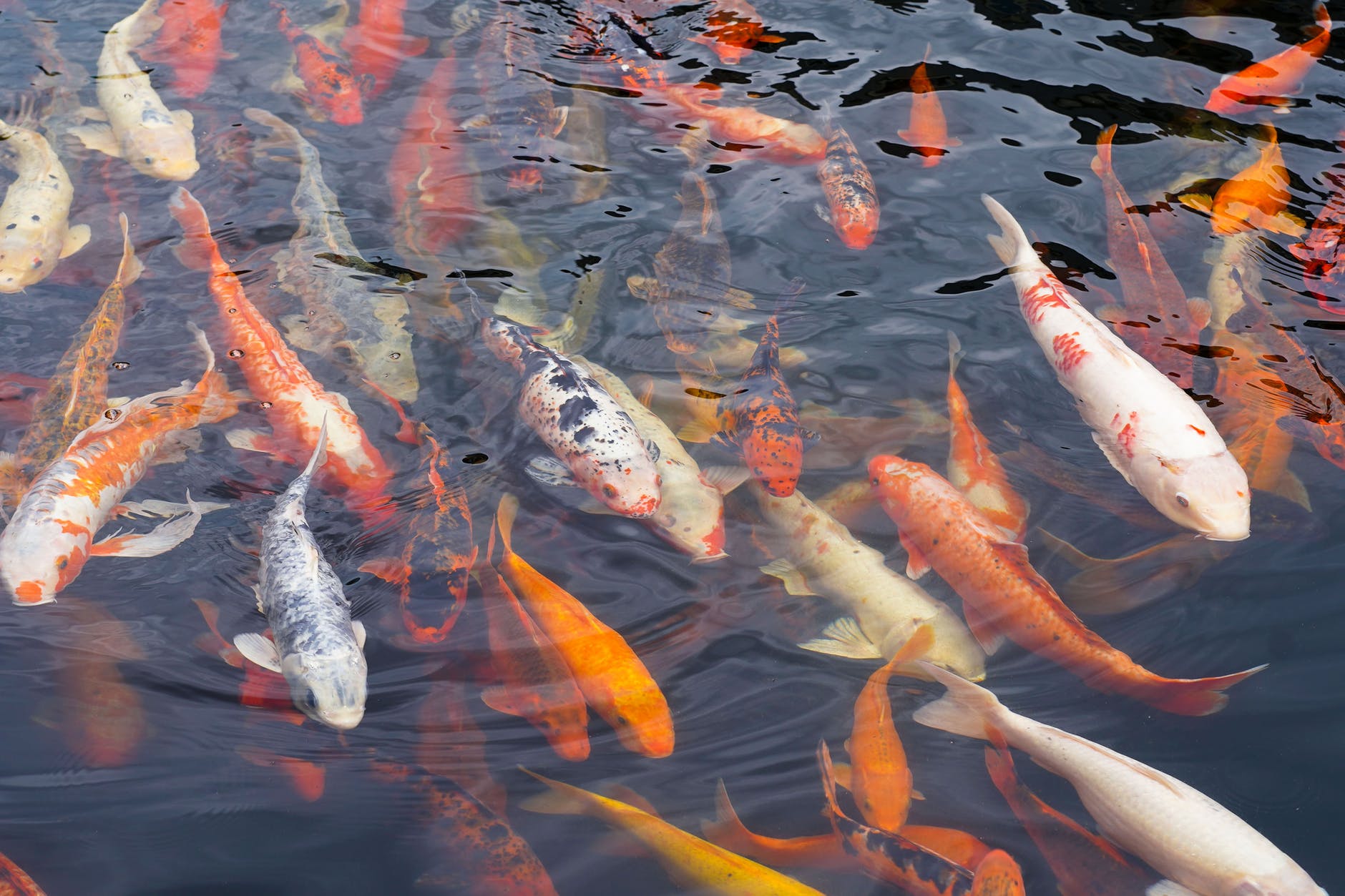 school of fishes underwater