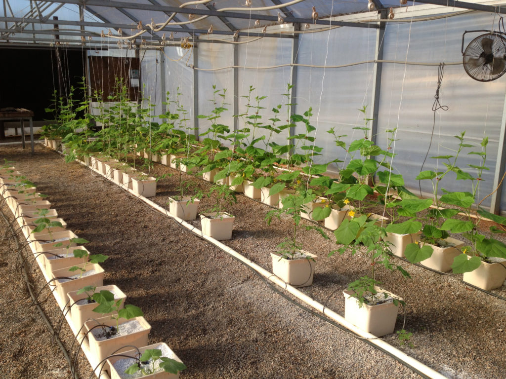 dutch bucket cucumbers