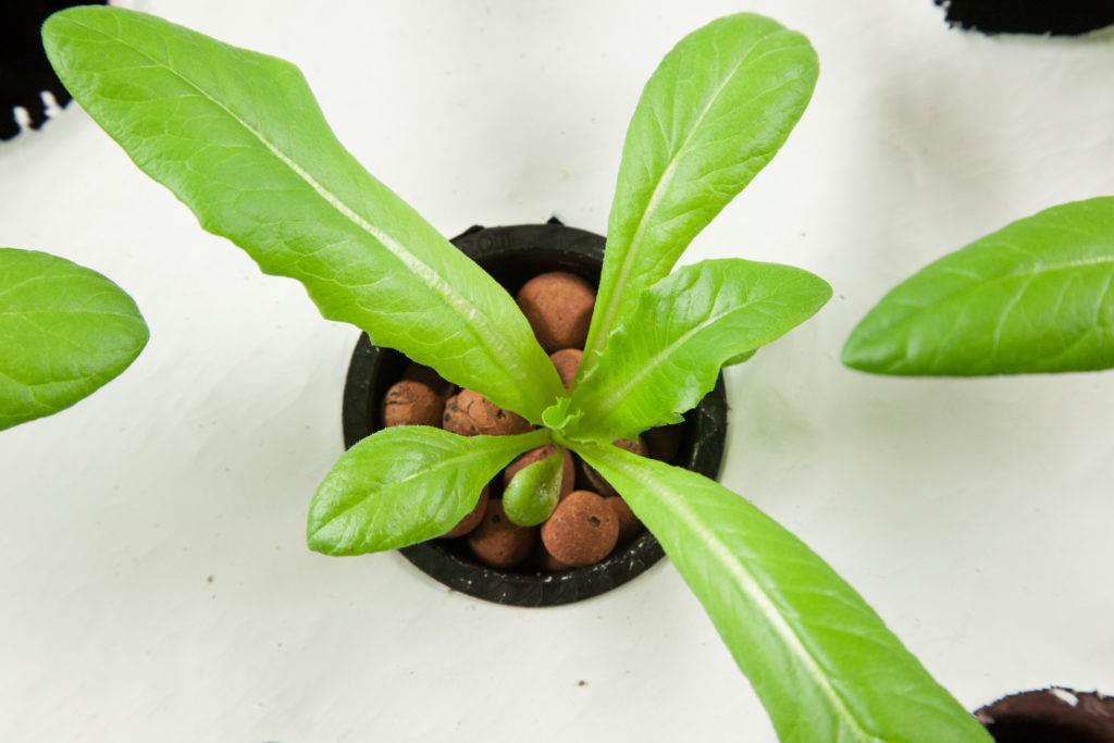 lettuce grown aquaponically