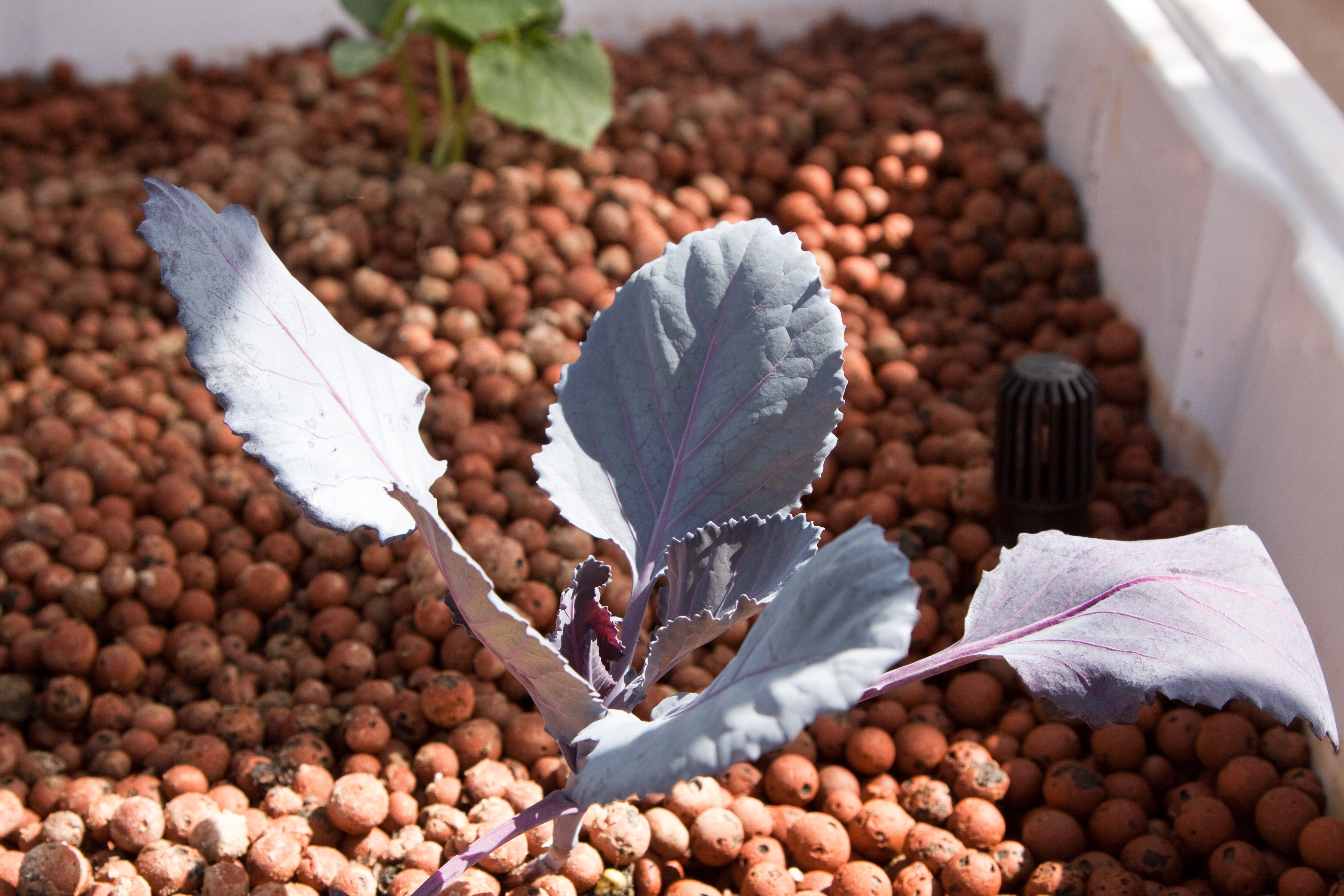 red cabbage aquaponics