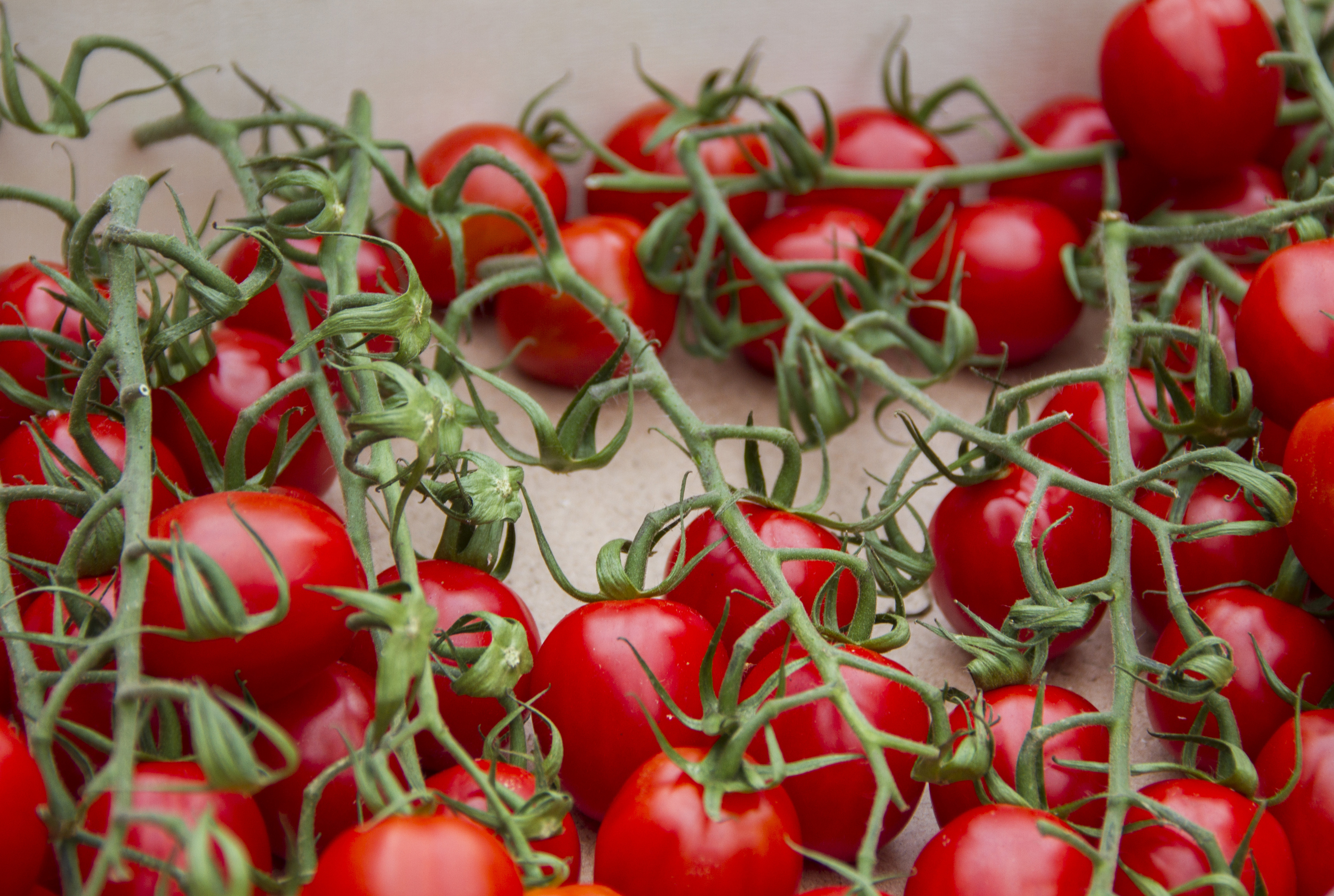 tomatoes grown in aquaponics