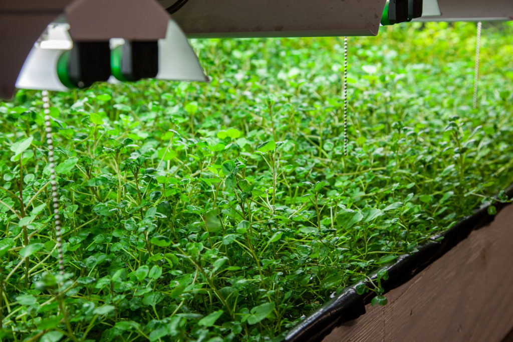 watercress in aquaponics