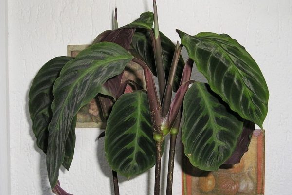 Calathea Warscewiczii in a pot