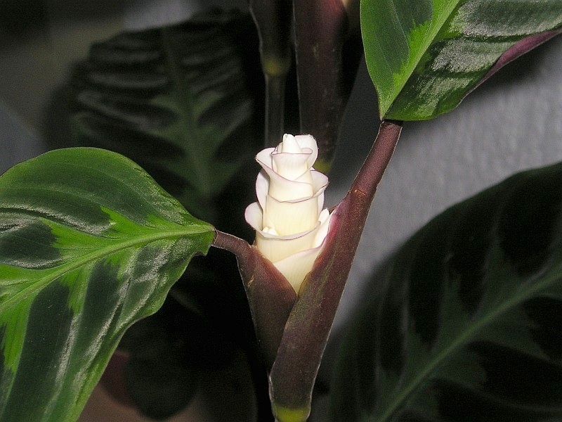 Flowering Calathea