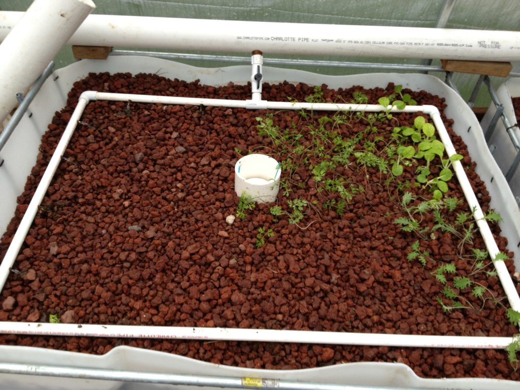 media bed aquaponics