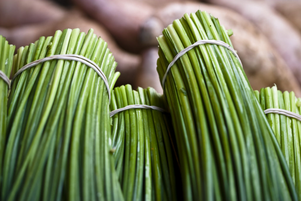 aquaponic chives