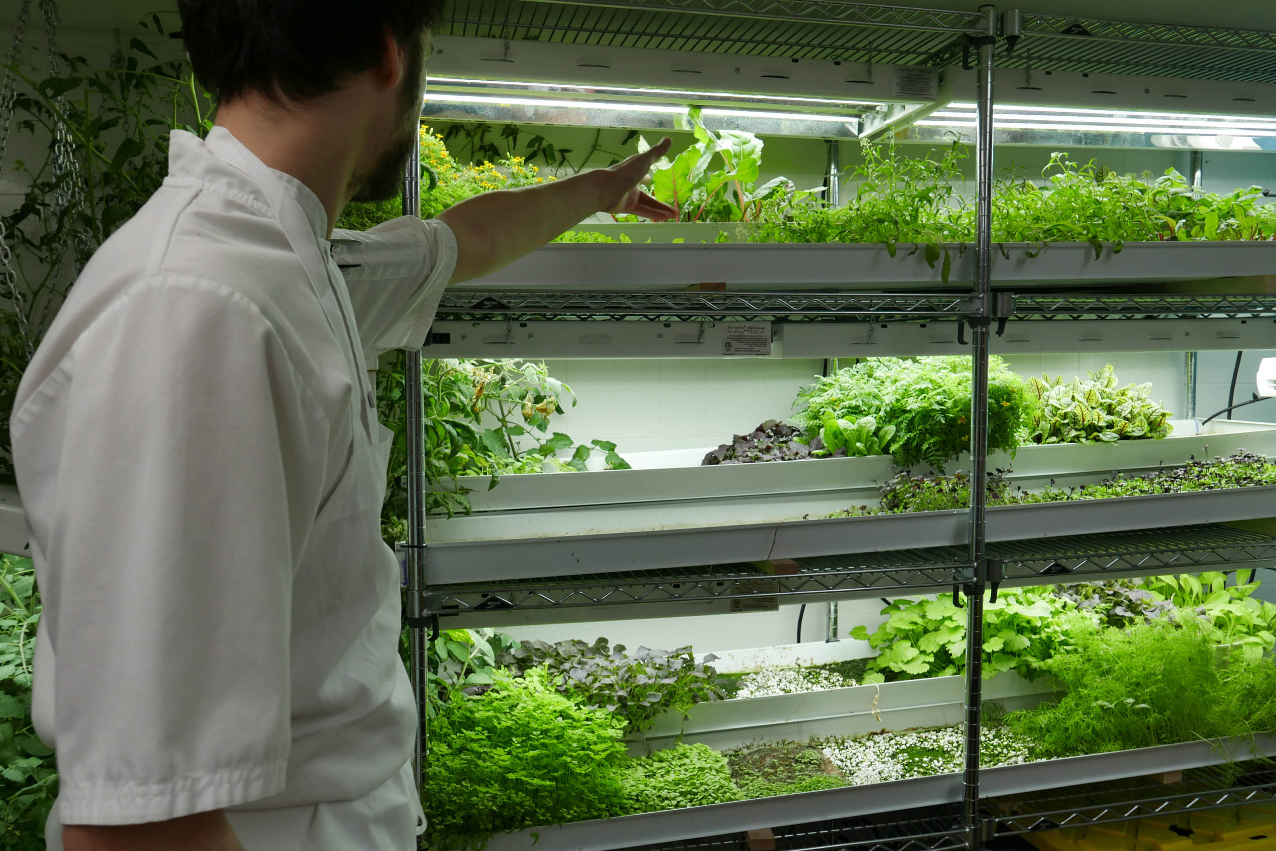 Mo concentrations in cress growing in hydroponic solutions with