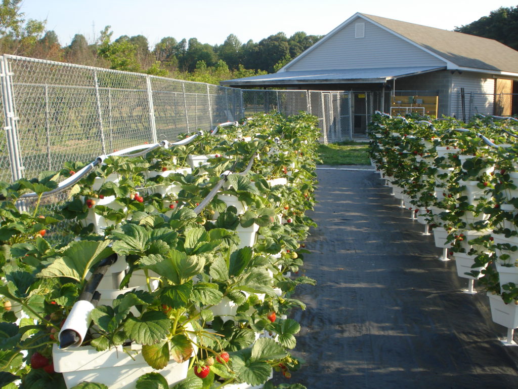 strawberries grown hydroponically