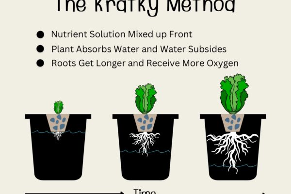 kratky hydroponics