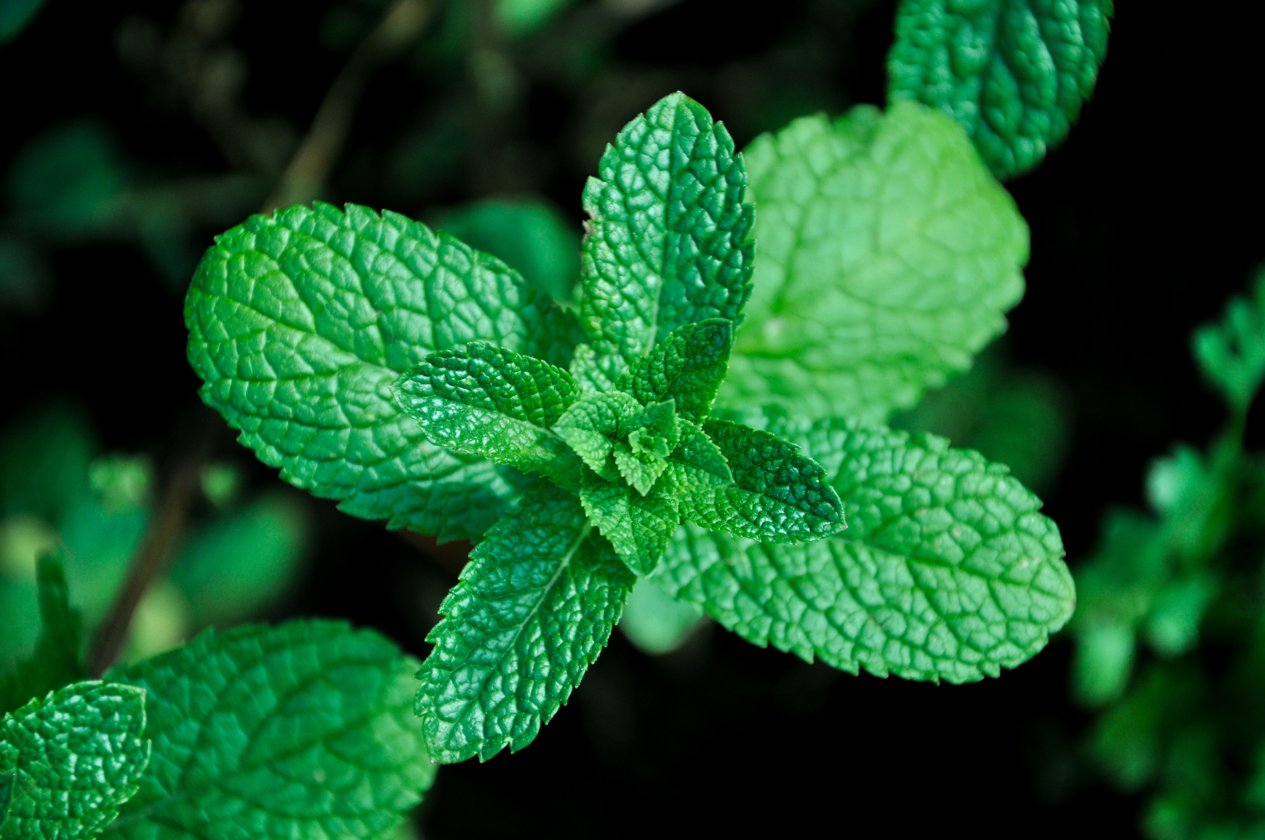 mint in aquaponics