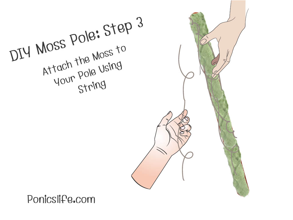 DIY Moss Pole