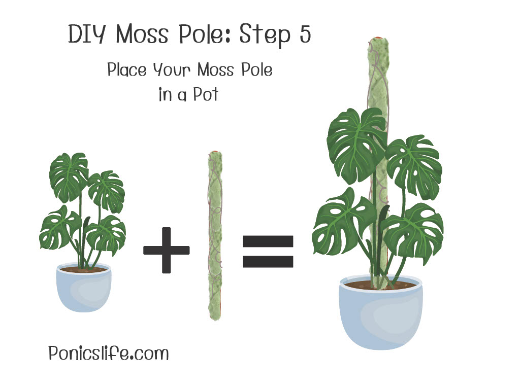 DIY Moss Pole