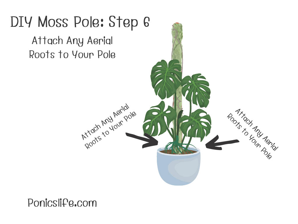 DIY Moss Pole