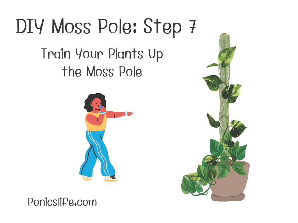 DIY Moss Pole