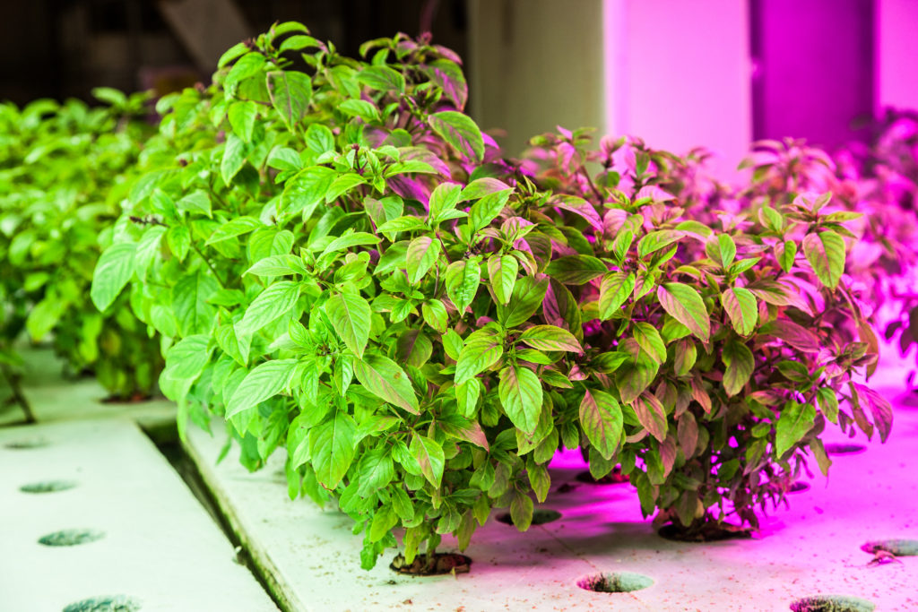 Basil in DWC Aquaponic System