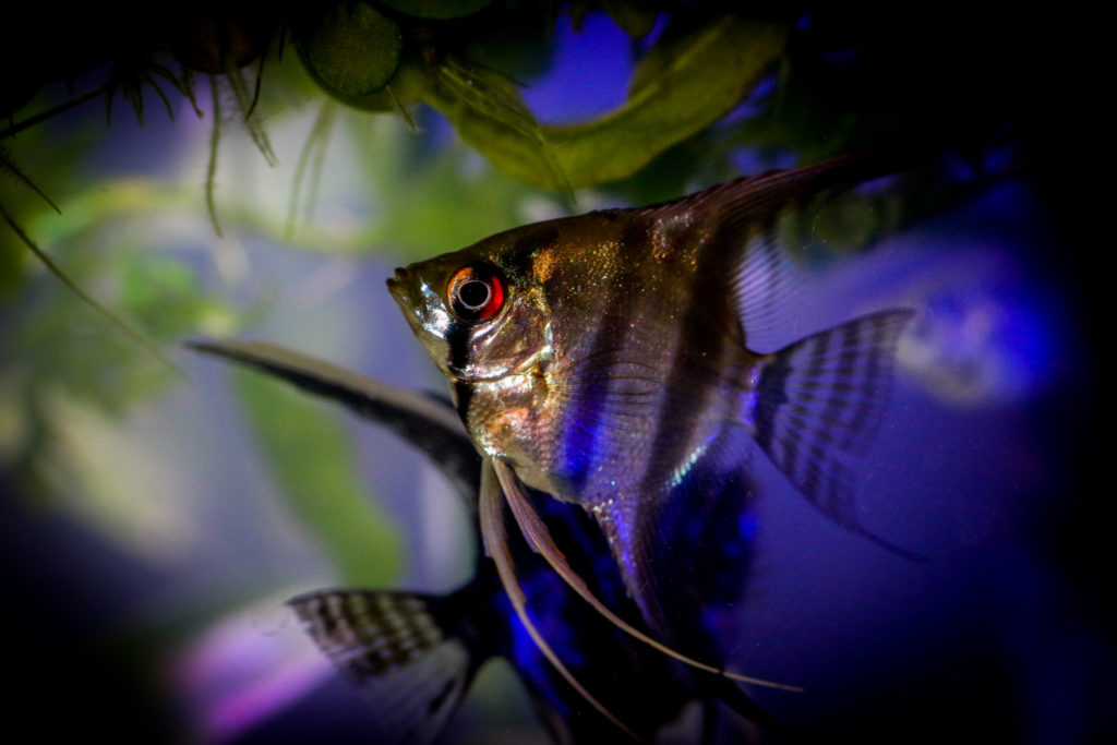 angelfish picture