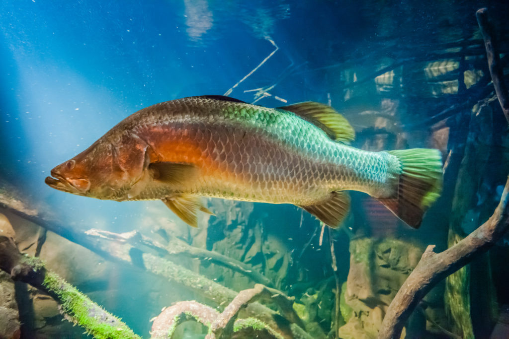 barramundi picture