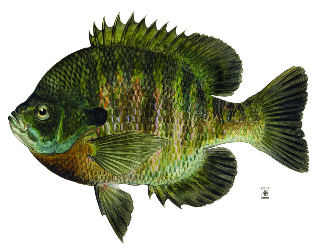 bluegill art