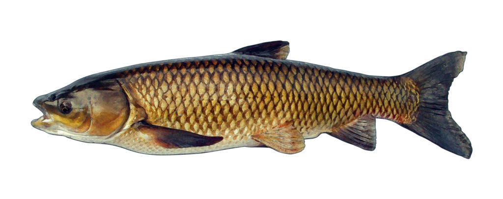 picture of carp