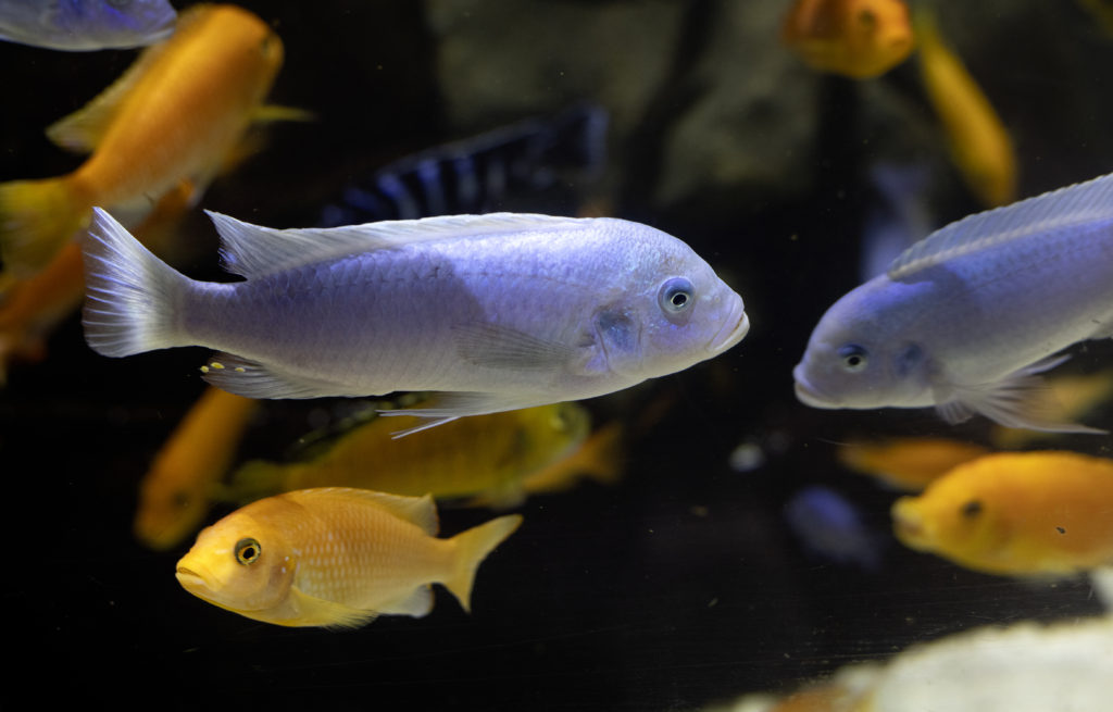 cichlid picture