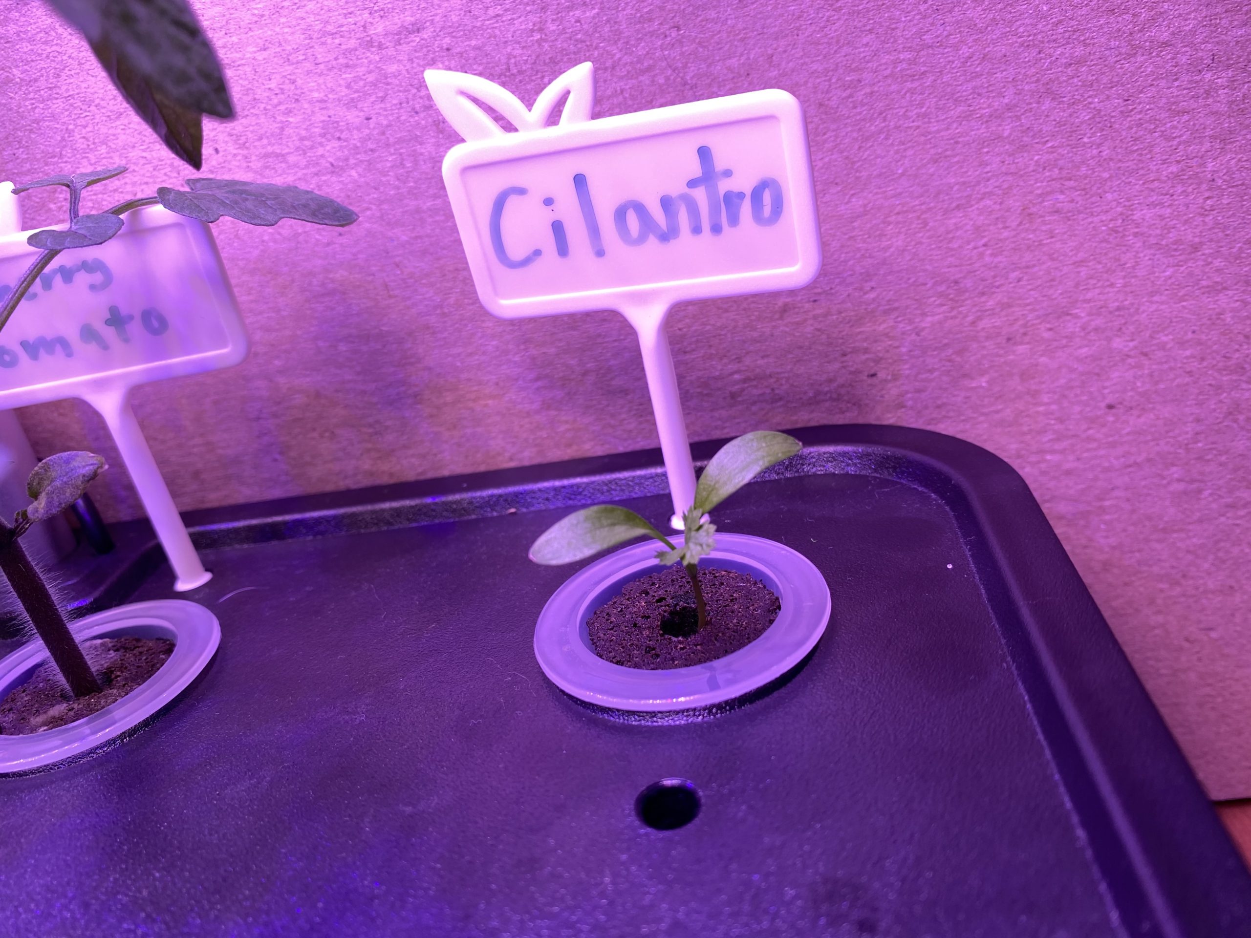 cilantro in grow kit