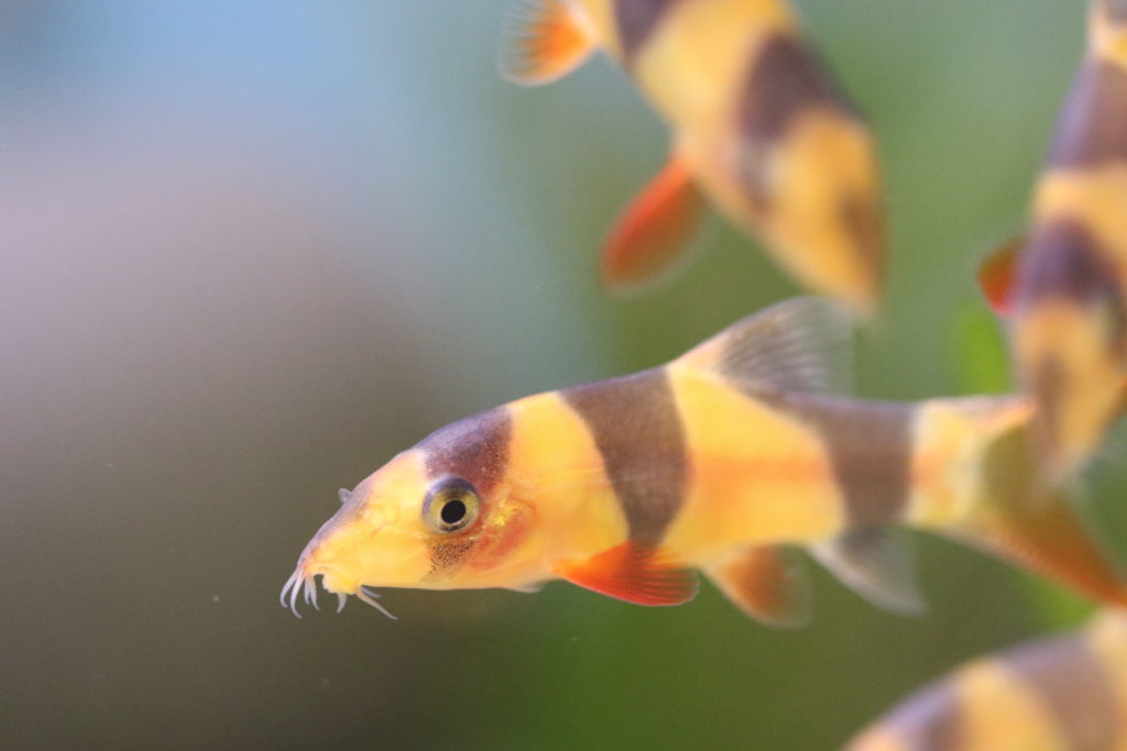 clown loach picture