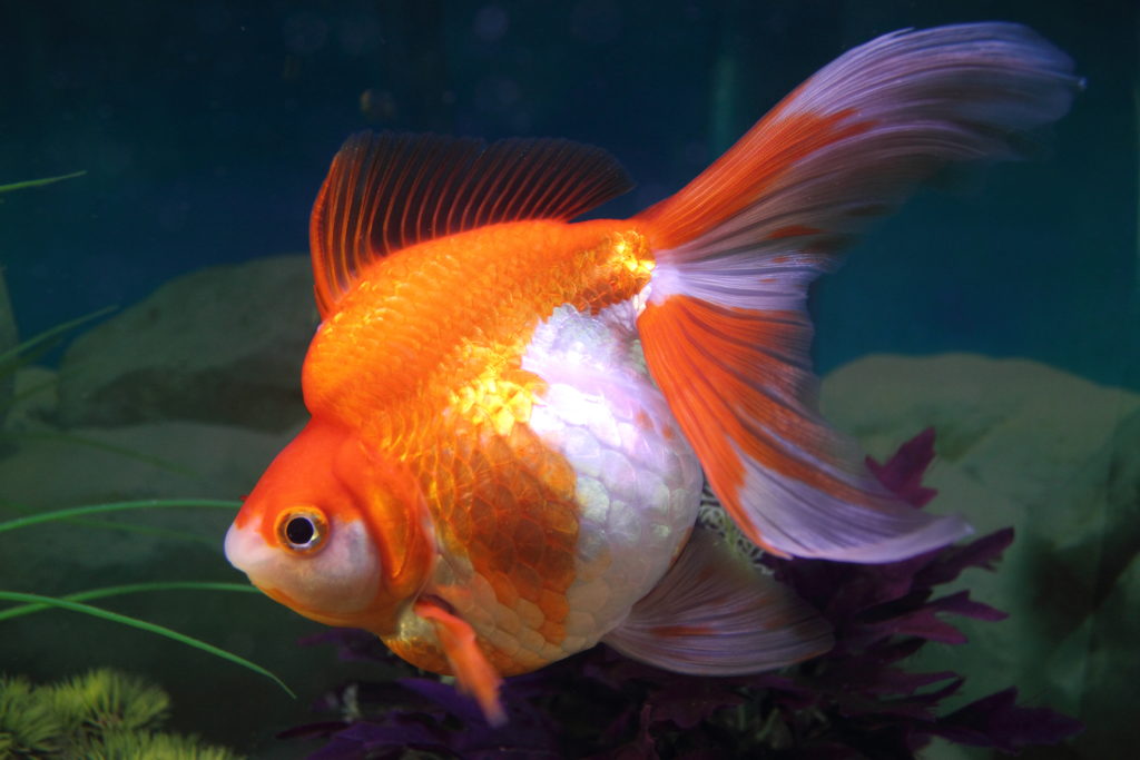 picture of goldfish