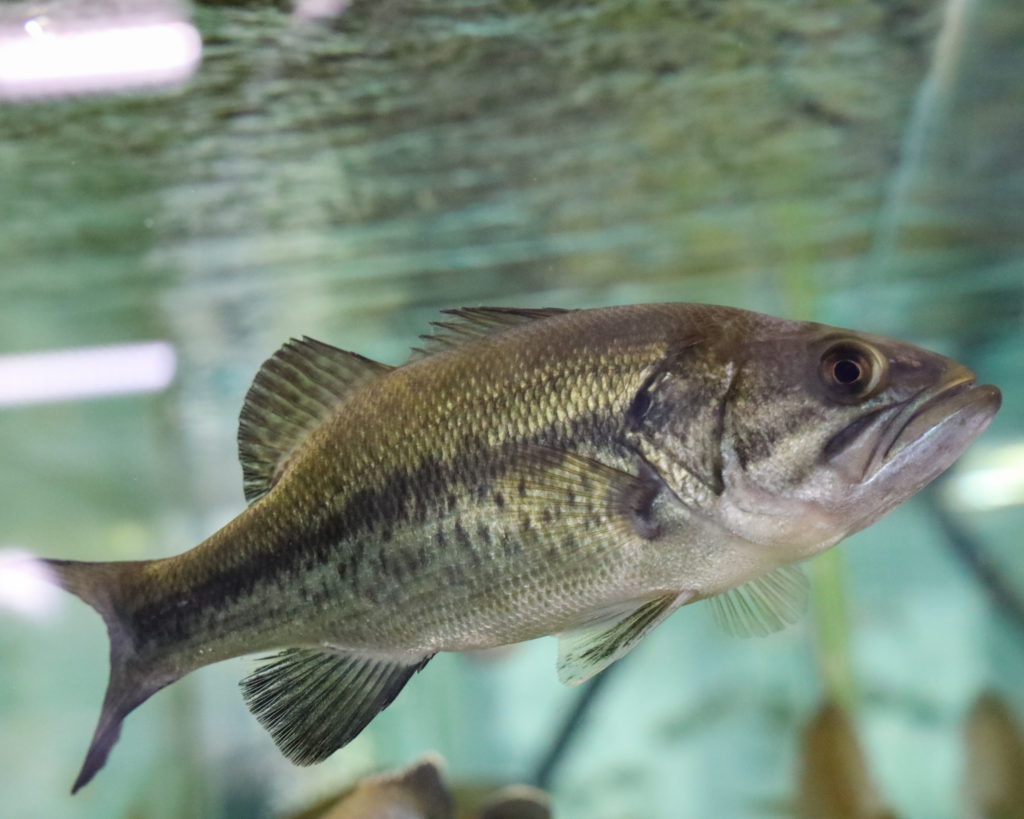 largemouth bass in tank