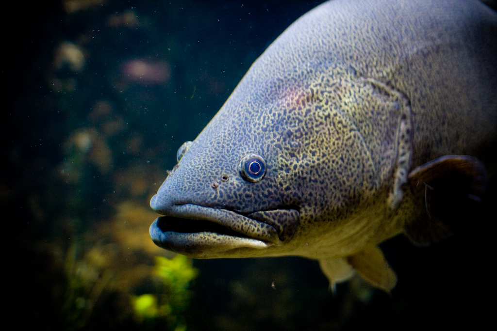 close up picture of Murray Cod