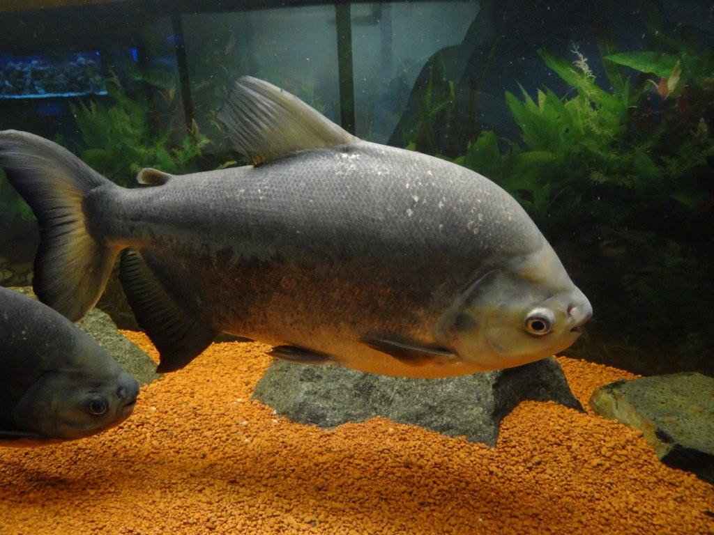 pacu in aquarium