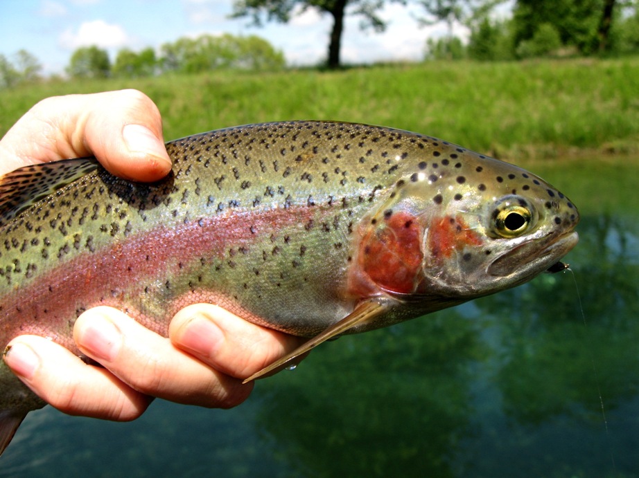 trout in hand