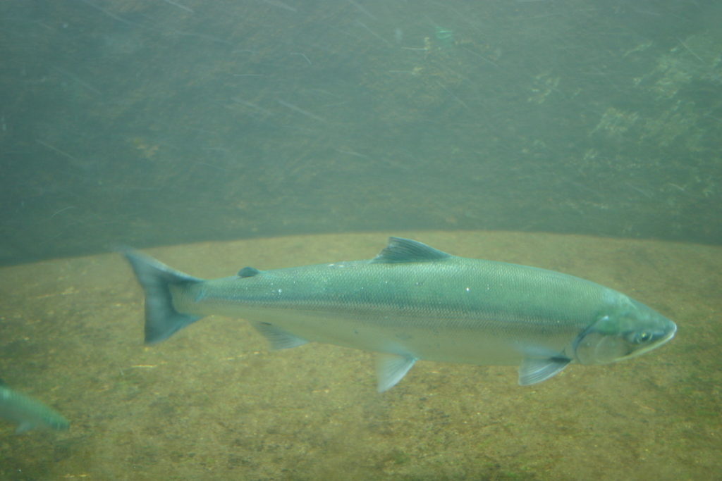 salmon in tank