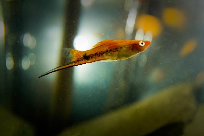 swordtail fish picture