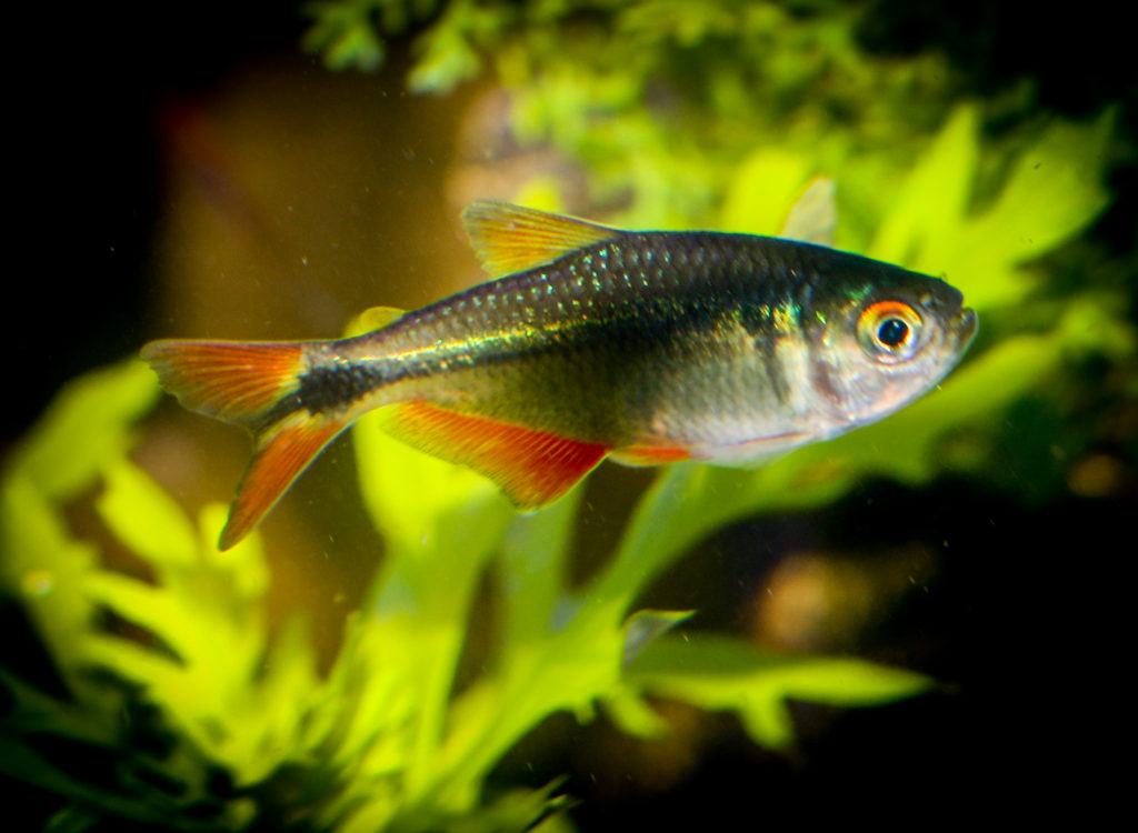 picture of tetra fish