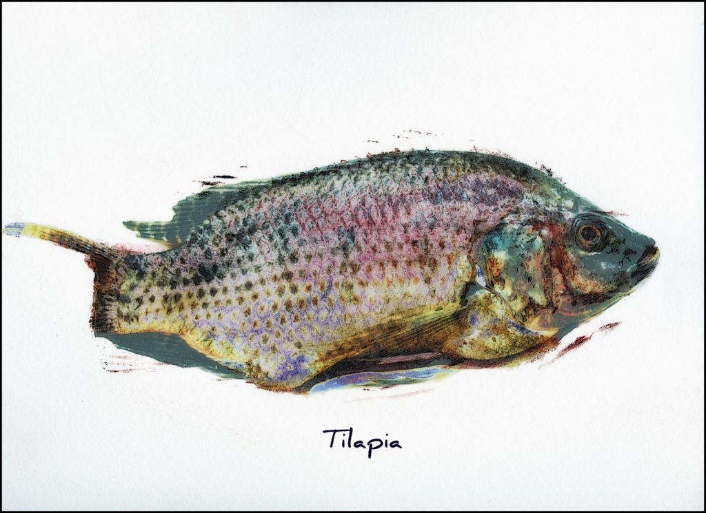 tilapia art