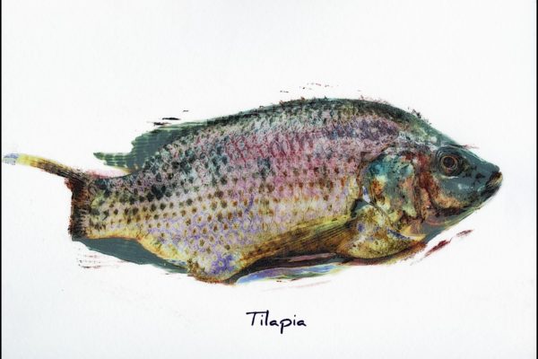 tilapia art