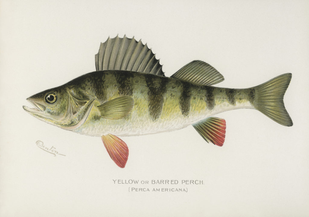 yellow perch drawing