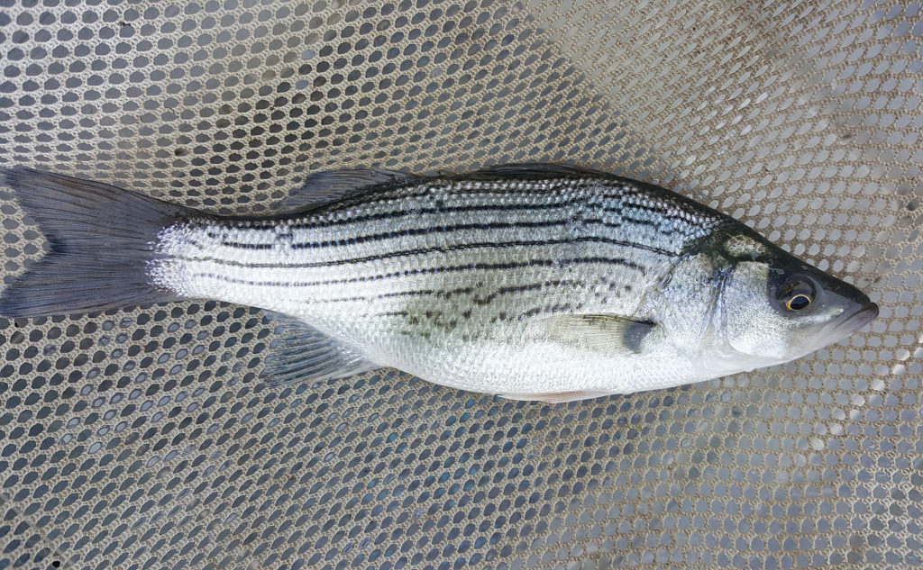 hybrid striped bass on net