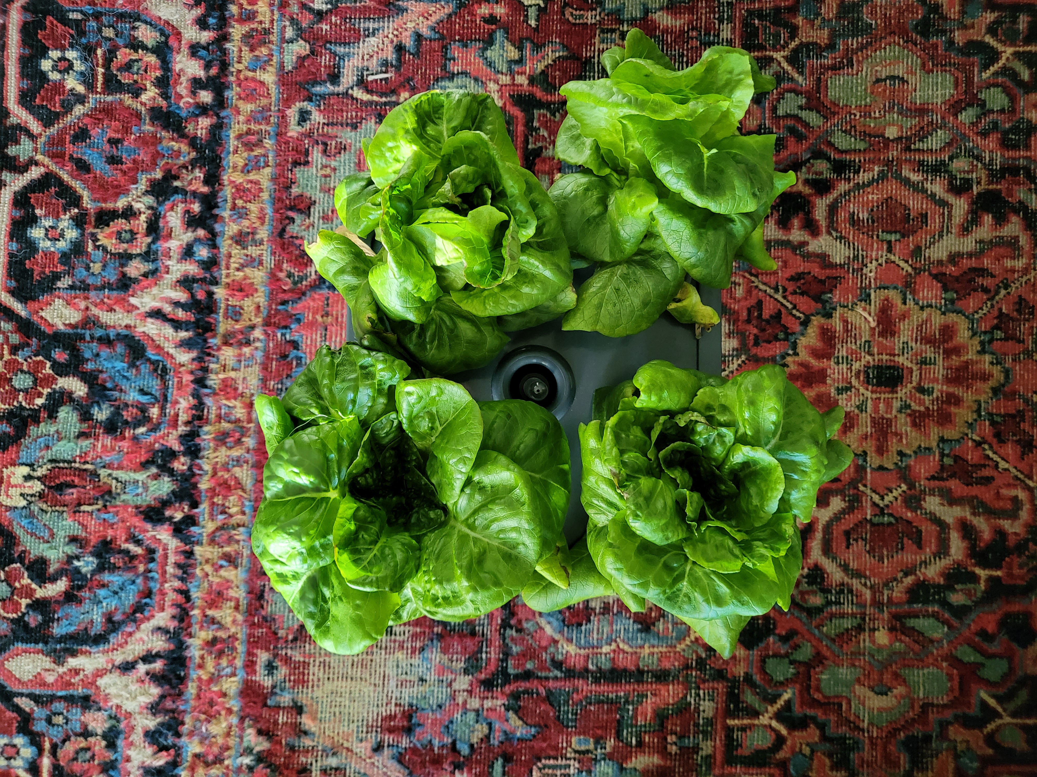 bibb lettuce on carpet