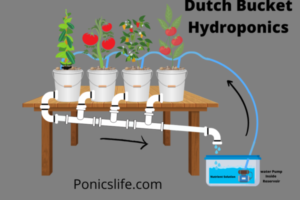 dutch bucket hydroponics