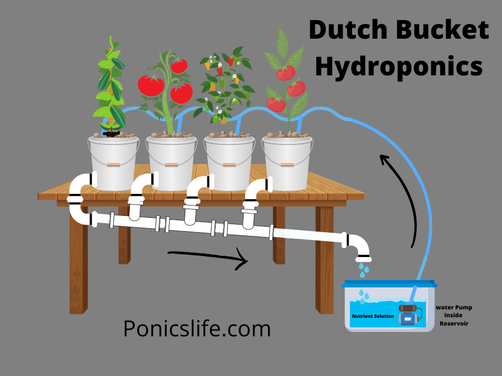 Dutch Bucket Hydroponics Building Your Own System Ponics Life