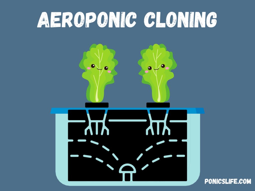 Lettuce in aeroponics