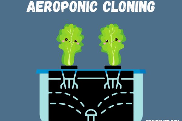 Lettuce in aeroponics